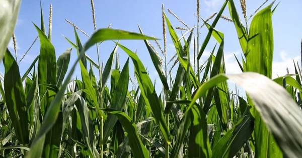 3 nước EU, gồm đồng minh thân cận của Kiev, quyết cấm nhập khẩu hàng hóa Ukraine: EC tuyên bố có thể khởi kiện