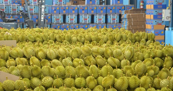 Việt Nam có thủ phủ sầu riêng mới sau sáp nhập tỉnh thành, diện tích trồng chiếm 1/4 cả nước