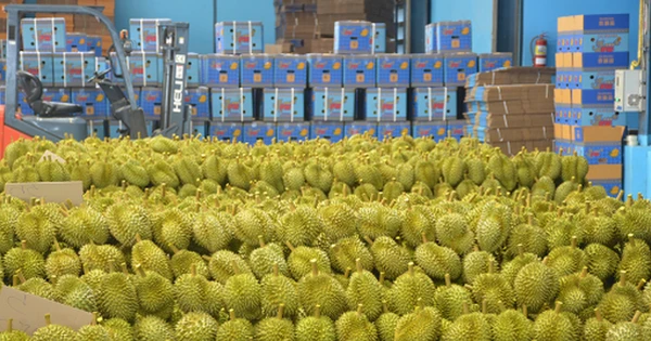Đối thủ sầu riêng của Thái Lan, Việt Nam vừa chính thức xuất khẩu lô hàng đầu tiên sang Trung Quốc bằng đường hàng không, đến tay người tiêu dùng chỉ mất 48 tiếng