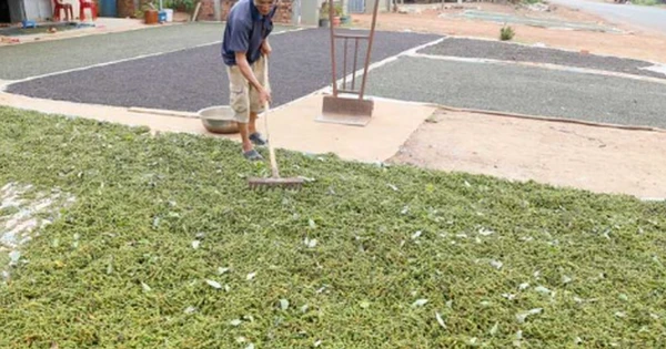 Mỹ liên tục săn lùng một 'báu vật' nông sản của Việt Nam: Nước ta xuất khẩu vượt xa cả thế giới, thu về gần nửa tỷ USD kể từ đầu năm
