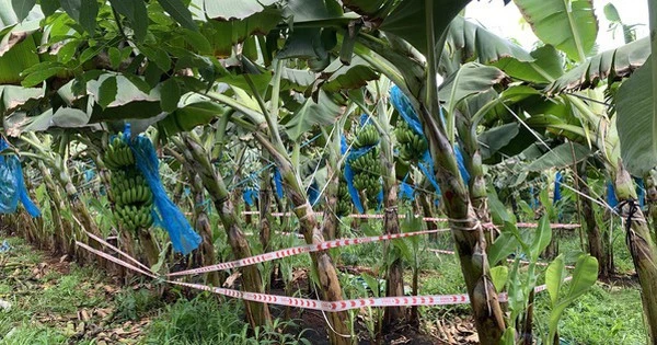 Phát hiện thi thể trẻ sơ sinh trong khu vườn ở Bà Rịa - Vũng Tàu