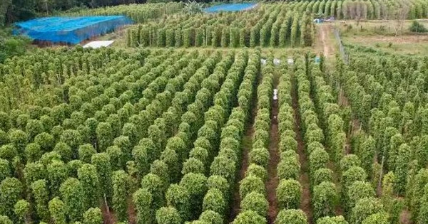 Mỹ bất ngờ săn lùng một 'mỏ vàng' đắt đỏ của Việt Nam: Nước ta xuất khẩu bằng cả thế giới cộng lại, thu về nửa tỷ USD kể từ đầu năm