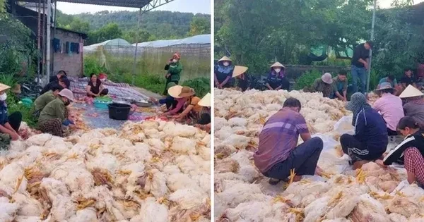 Hơn 10.000 con gà chết ngạt trước ngày xuất chuồng, chủ trang trại mất trắng tiền tỷ