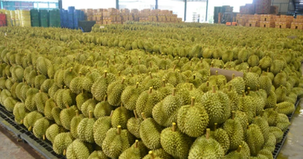 Không phải Trung Quốc, người dùng tại một quốc gia châu Á sắp đón sầu riêng giá rẻ: Giá giảm đến 30%, Malaysia đang thống trị thị trường