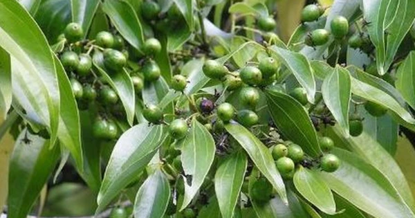 Việt Nam sở hữu hơn 180.000 ha 'sản vật' quý hiếm của thế giới, thu về 123 triệu USD kể từ đầu năm
