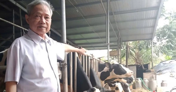 Lão nông thành tỷ phú bò sữa nhờ 'quyết định vàng'