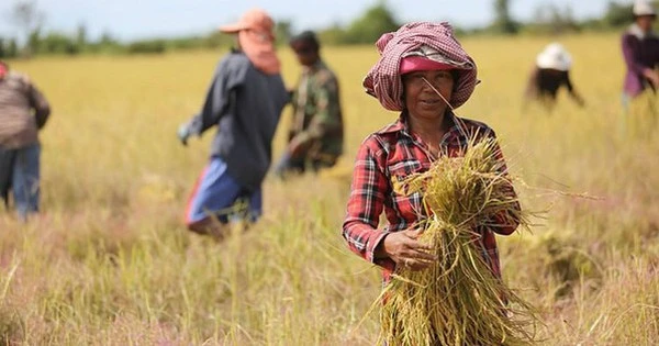 Giá ‘hạt vàng’ rớt thê thảm, chưa nổi 4.000 đồng/kg, còn rẻ hơn cả 1 viên kẹo, nông dân Campuchia sốc nặng: Thủ tướng đích thân vào cuộc