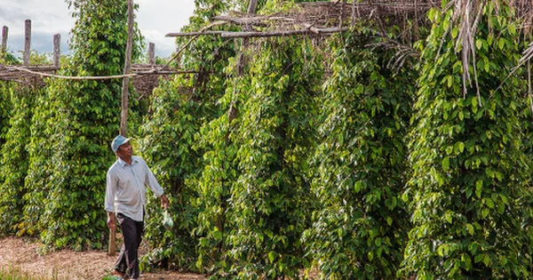 Một loại ‘sản vật’ của Việt Nam được Mỹ, Ấn Độ liên tục săn lùng: Nước ta xuất khẩu bằng cả thế giới cộng lại, giá liên tục tăng phi mã