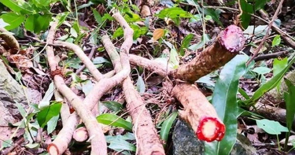 Độc lạ cây “chảy máu đỏ như người”, ở Việt Nam chặt bán là kiếm bộn