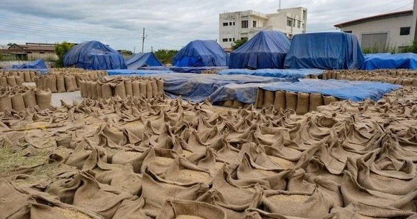 Vượt Thái Lan, Việt Nam sẽ có mặt hàng xuất khẩu top 2 thế giới, chinh phục hơn 150 quốc gia
