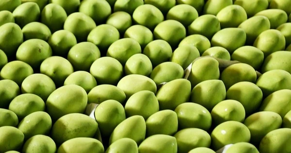Loại quả của Việt Nam khiến người Trung Quốc siêu mê: diện tích trồng hơn 110.000 ha, đến cựu Đại sứ Hoa Kỳ cũng phải xuýt xoa khen 'ngon nhất thế giới'