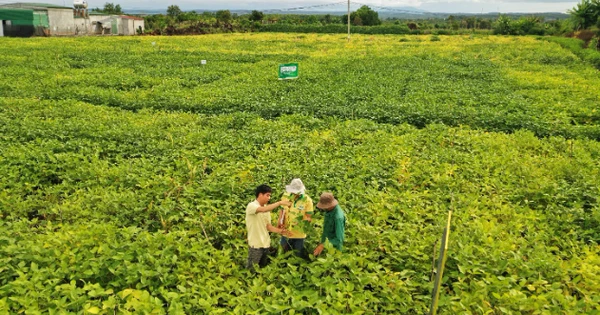 Chuyện người giữ sức khỏe cho đất
