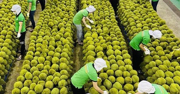 Ngụp lặn giữa khủng hoảng, sầu riêng Việt 'lội ngược dòng' thế nào?