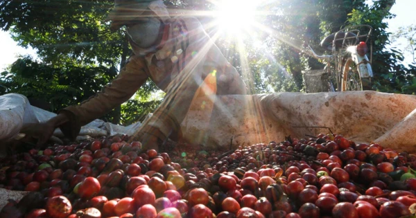 'Vàng' của người nông dân Việt vào mùa ‘lấp lánh’ - Xuất khẩu phá đỉnh lịch sử 8 tỷ USD, giá liên tục tăng phi mã vì đâu?