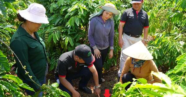 Việt Nam có mô hình độc đáo giúp đất hồi sinh, nông dân thu tiền tỷ từ giống cây 