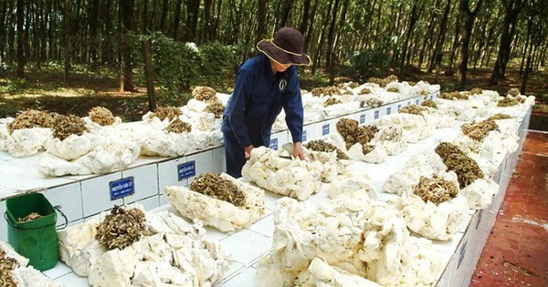 Hàng chục nghìn tấn 'vàng trắng' của Việt Nam được Malaysia đổ tiền mua: 1/3 thế giới ưa chuộng, nước ta sở hữu diện tích trồng hơn 900.000 ha
