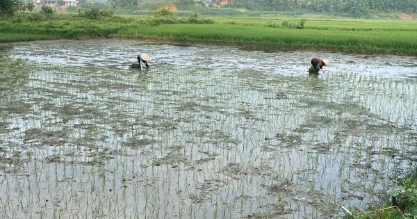 Bí thư xã ở Tuyên Quang đưa giống lúa ngon nhất thế giới về với người dân