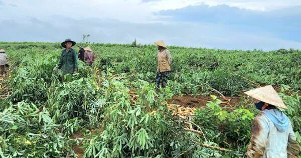 Trồng loại cây lấy củ ‘tỷ đô’, Việt Nam vươn lên trở thành ông trùm đứng thứ 2 thế giới: Trung Quốc có bao nhiêu mua bấy nhiêu, nước ta có sản lượng 10 triệu tấn mỗi năm