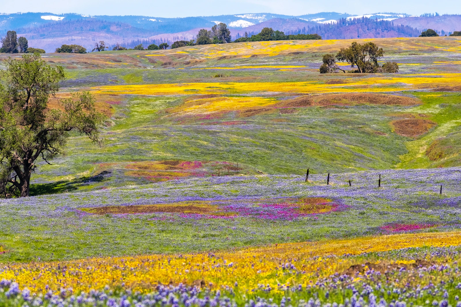 A California superbloom may happen this year — here's what we know so far