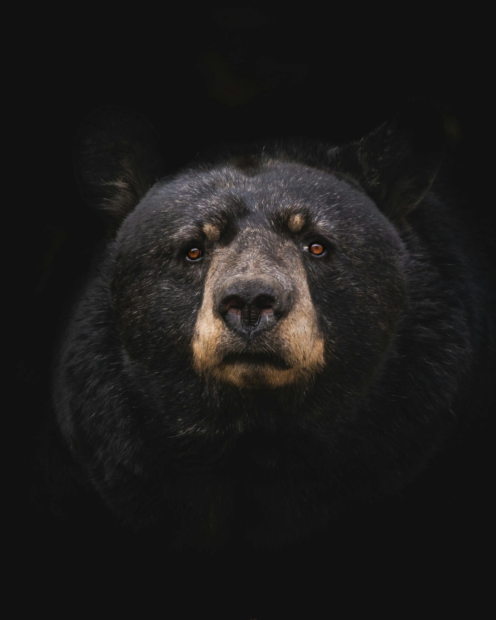 Asia Morning Briefing: Traders Tilt Bearish on August BTC, ETH Targets as Retail Lags Institutions