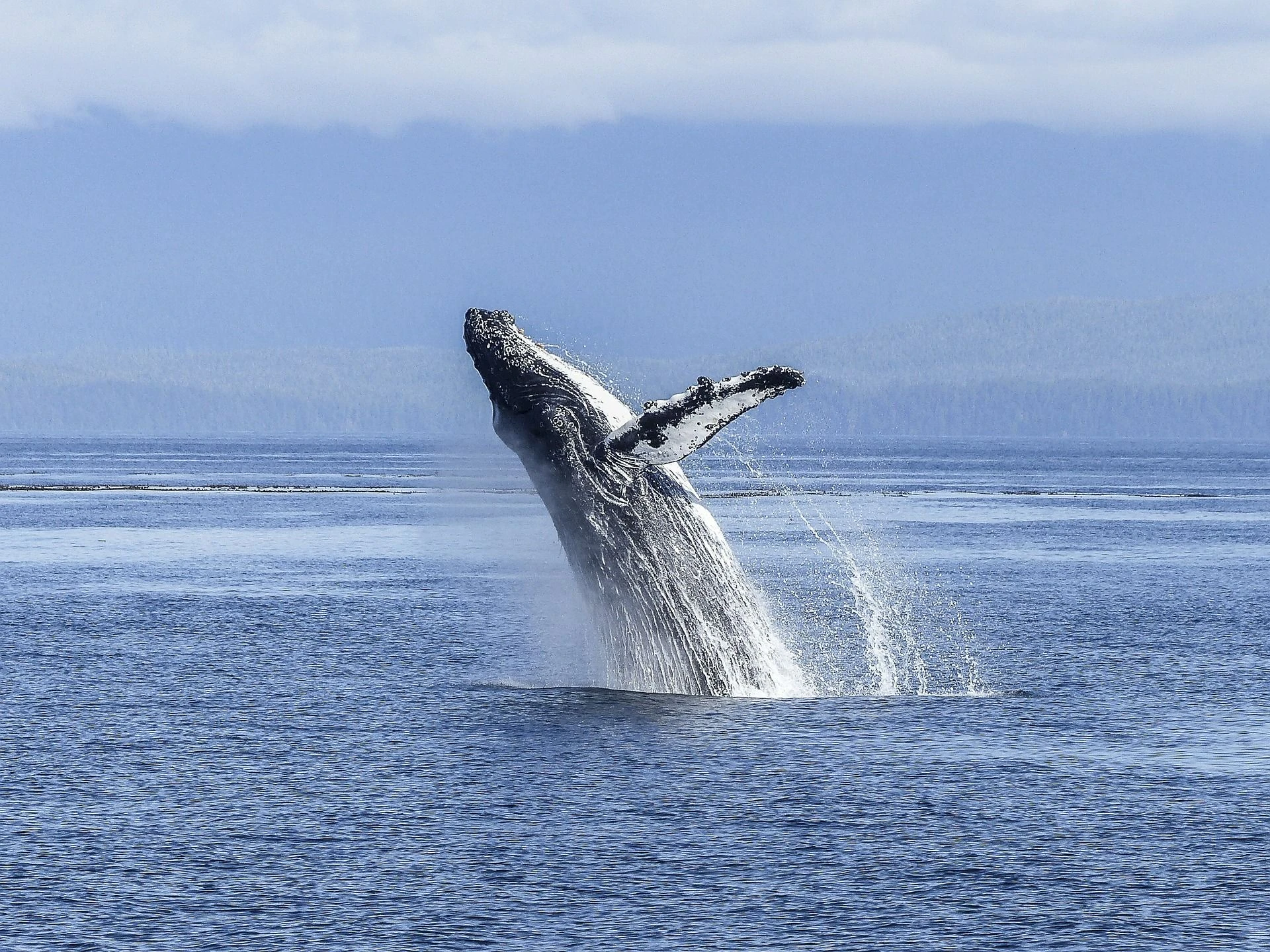 Bitcoin Euphoria Cools as Whales Wake Up: Crypto Daybook Americas