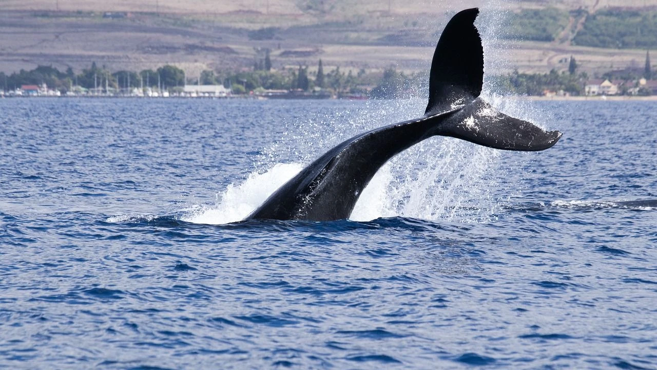 Bitcoin Whales Seem to Be Calling a Top as BTC Price Consolidates