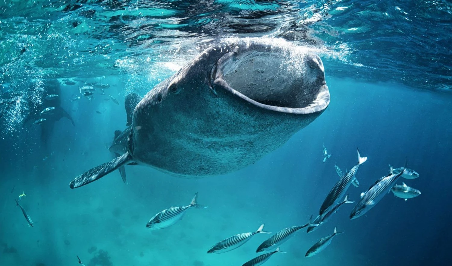 Large Liquidations Mask Whale's Buy-the-Bitcoin-Dip Strategy: Crypto Daybook Americas