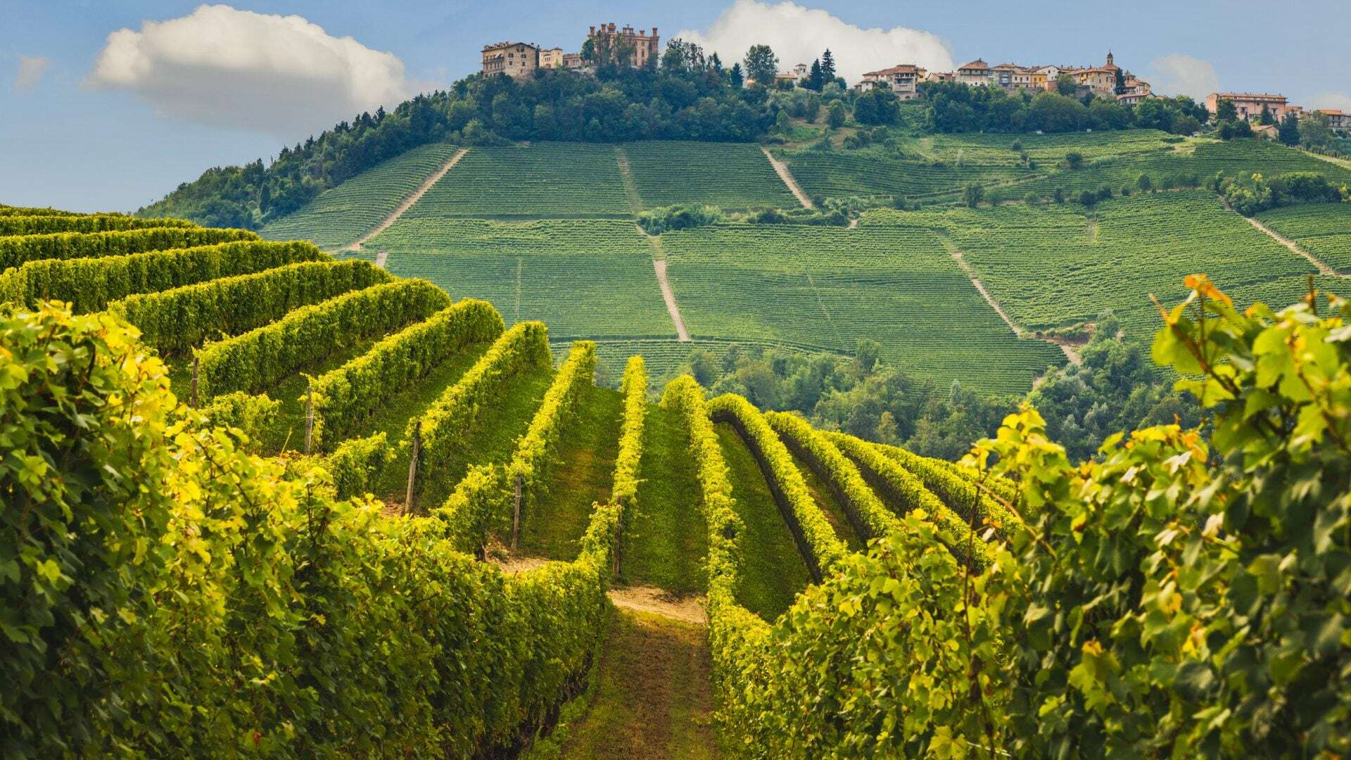 Come organizzare un weekend nelle Langhe: a spasso tra colline, vigneti e tartufo