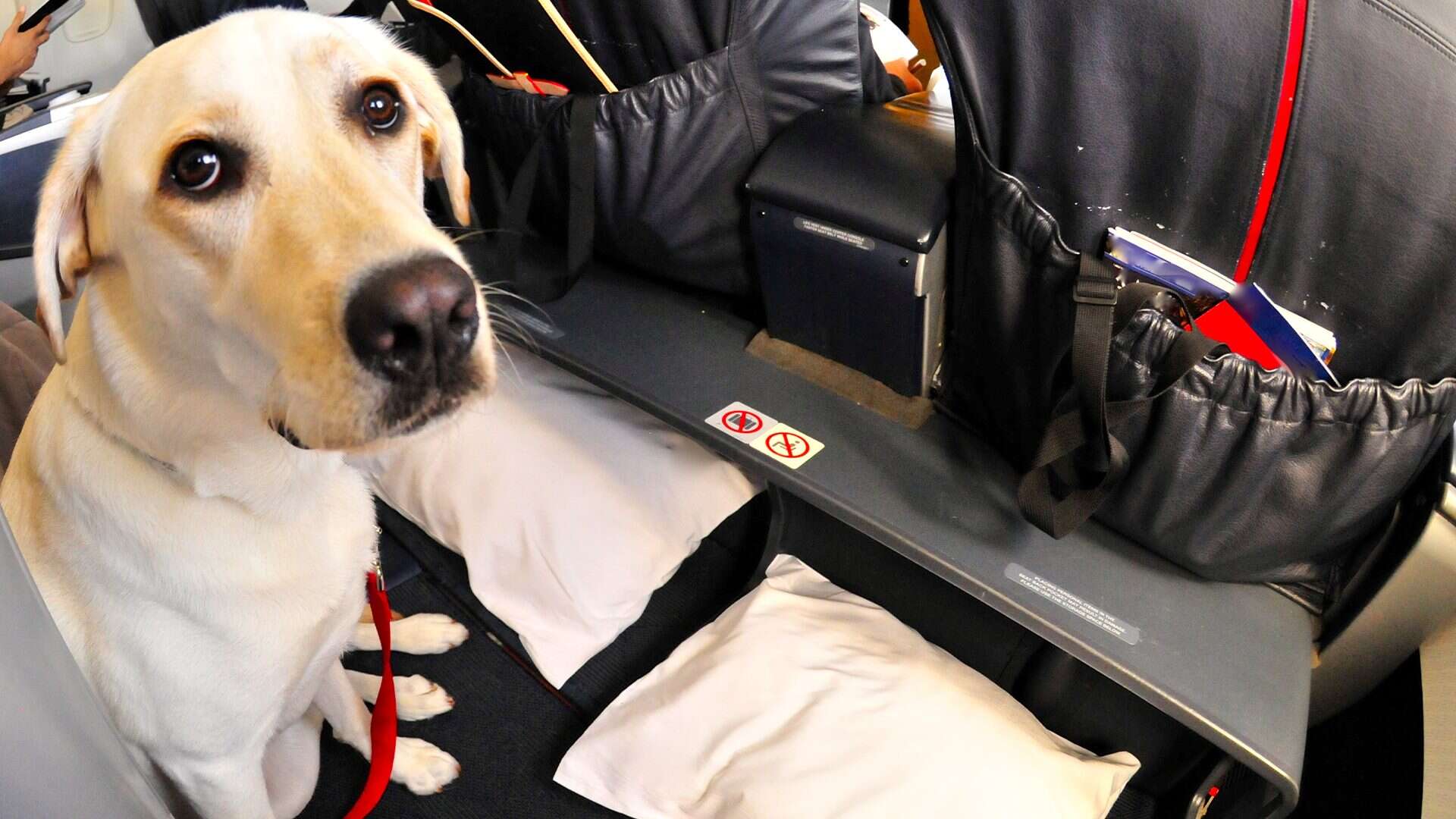 Anche i cani e i gatti avranno un menù dedicato sugli aerei: la proposta di una compagnia