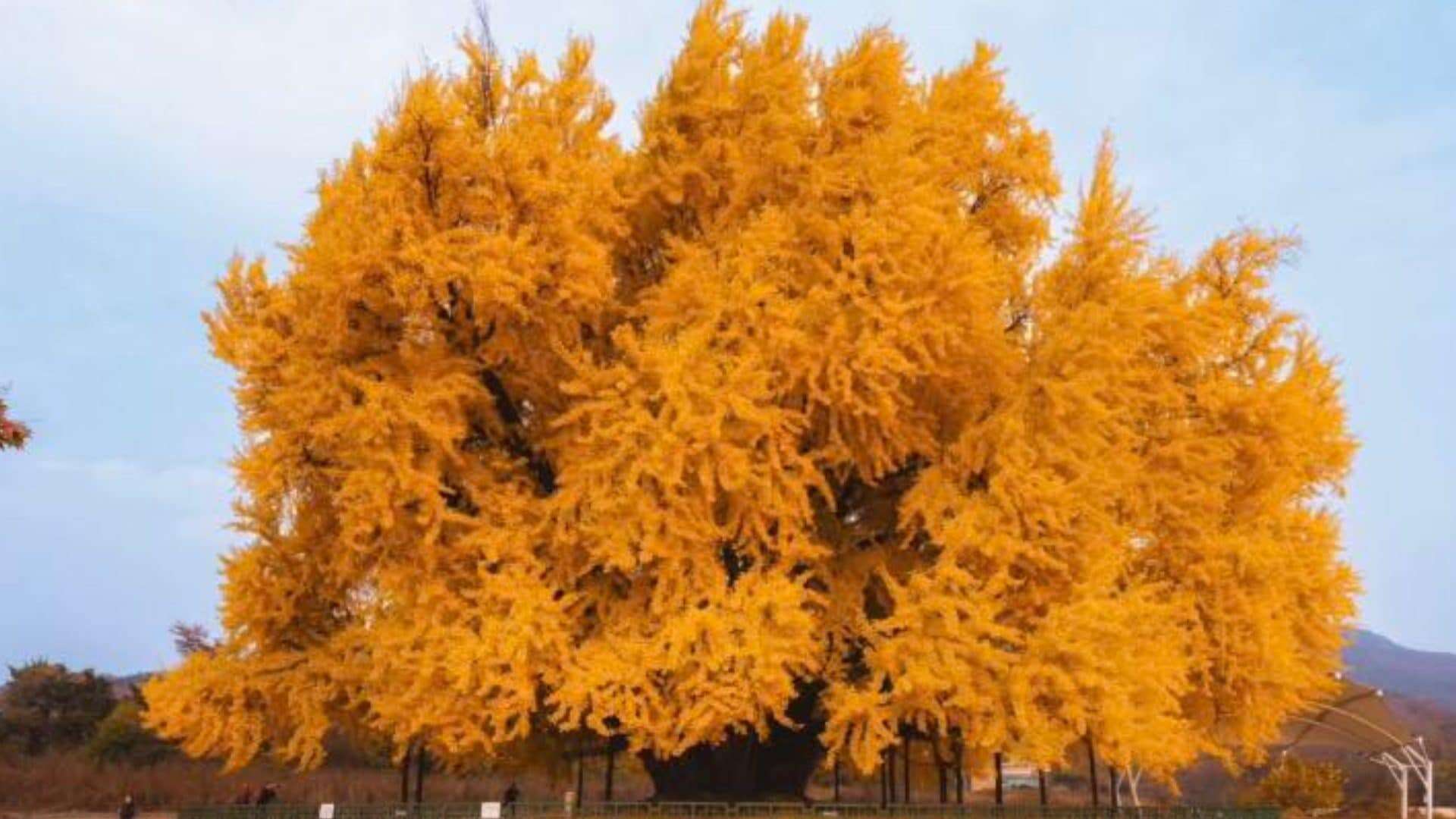 L’albero più bello del mondo ha 800 anni e nasconde delle originali leggende