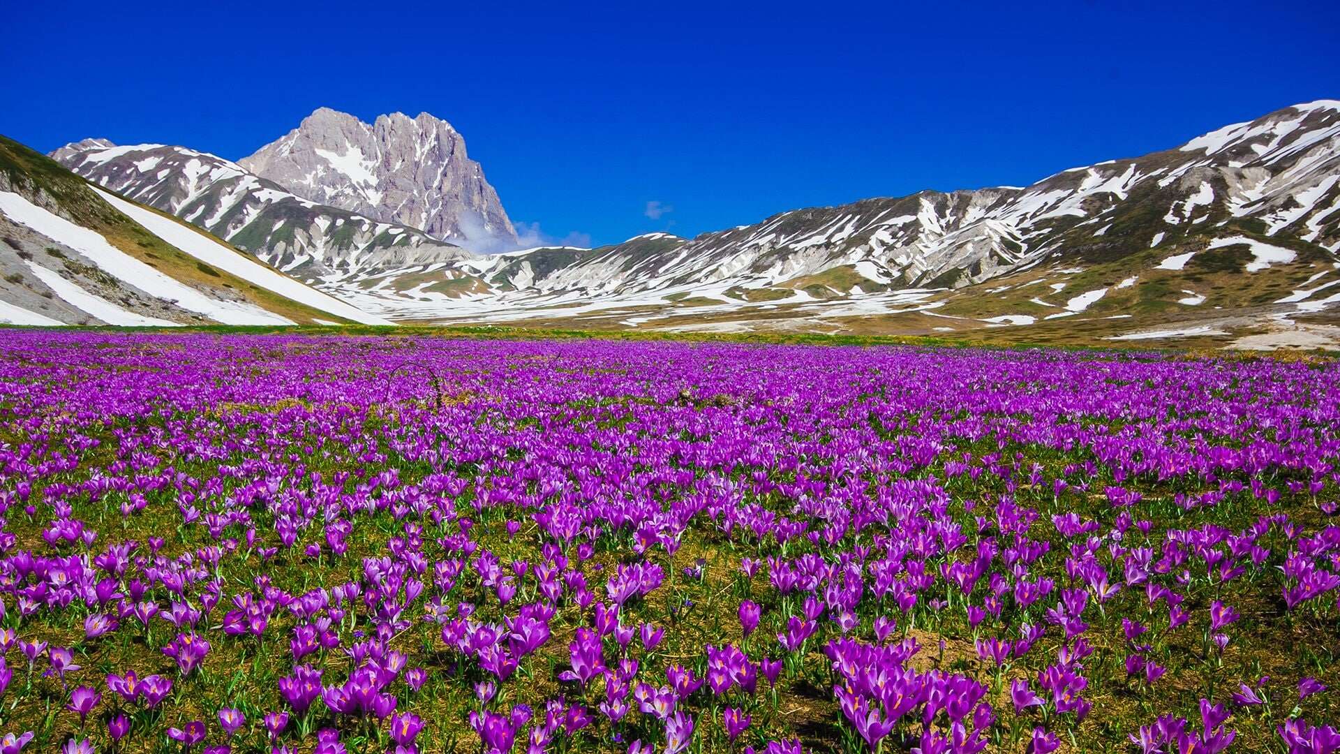 I 5 luoghi dove vedere le fioriture in Italia: i parchi e i giardini più belli da visitare in primavera