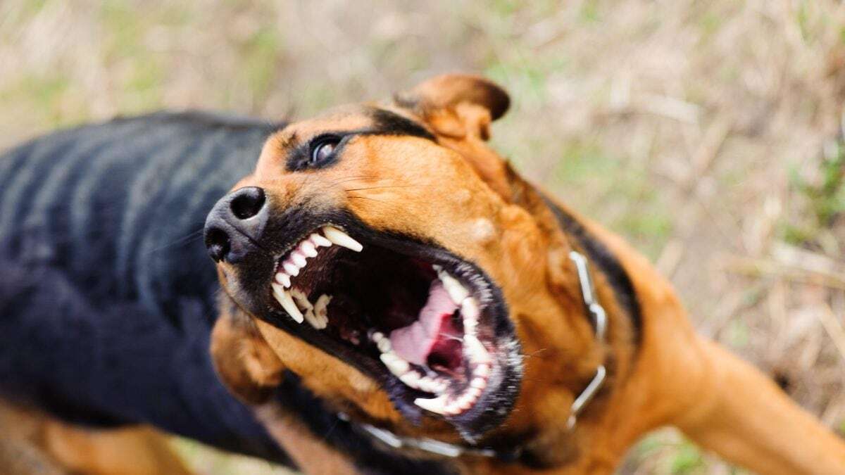 Bambina di 3 anni azzannata al volto dal cane di famiglia, la nonna lo uccide con tre coltellate