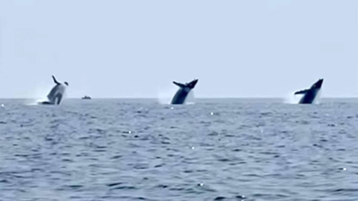 Tre balene saltano simultaneamente fuori dall’acqua: il video delle megattere è mozzafiato