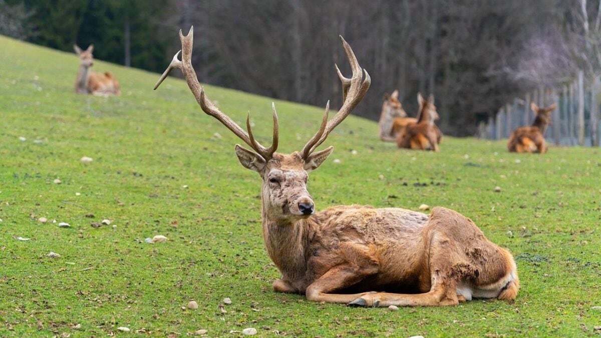 Malattia del cervo zombie, esperto spiega rischi per l’uomo e perché è difficile combattere i prioni