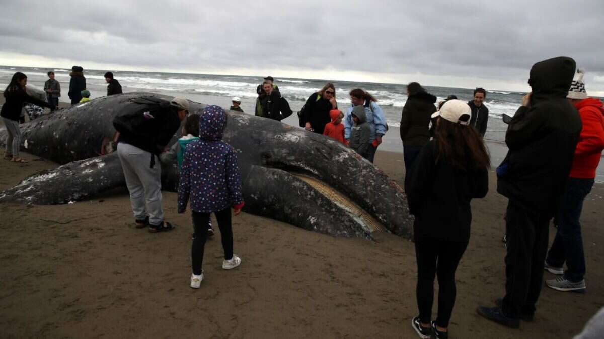 Come viene smaltita la carcassa di una balena morta