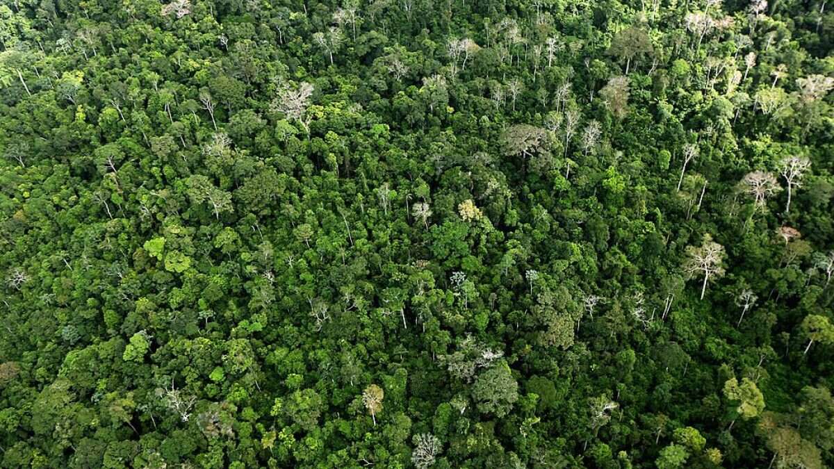 Le foreste tropicali stanno raggiungendo temperature troppo alte per la fotosintesi