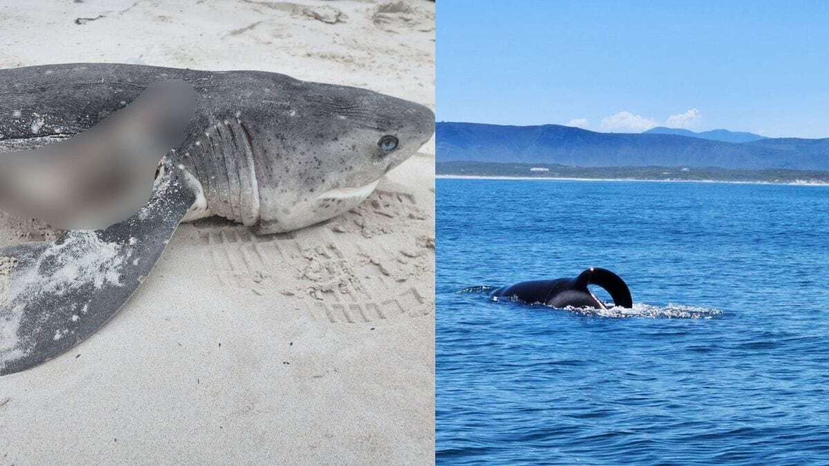 Due orche hanno attaccato e ucciso 17 squali in sole due ore