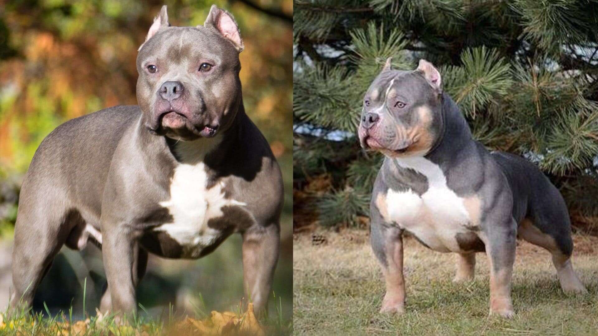 Perché il Regno Unito vuole vietare i cani di razza american bully XL