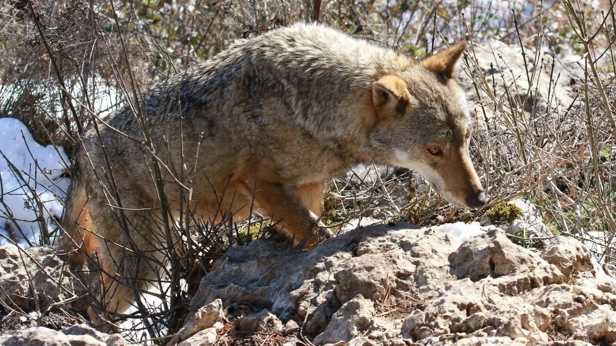 Perché ci sono sempre più lupi nel Nord Italia e quali sono i rischi: parla lo zoologo