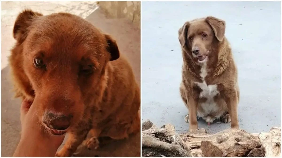 Il titolo di cane più vecchio del mondo sospeso dal Guinness dei Primati: dubbi sull’età di Bobi