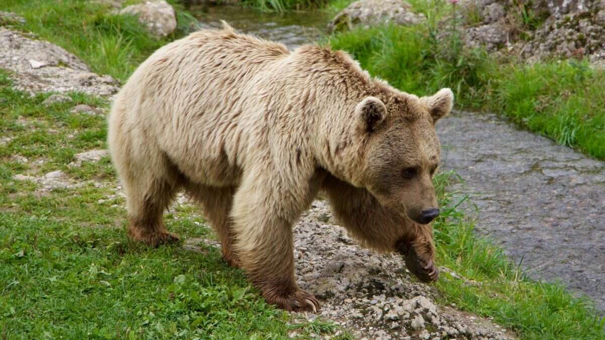 Il TAR del Lazio ha sospeso l’abbattimento dell’orsa JJ4 in Trentino, LAV: “Vittoria”