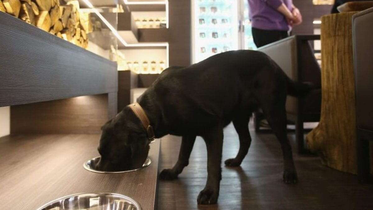 Se il tuo cane è sempre alla ricerca di cibo, potrebbe avere la mutazione del gene POMC: cos’è e cosa fare