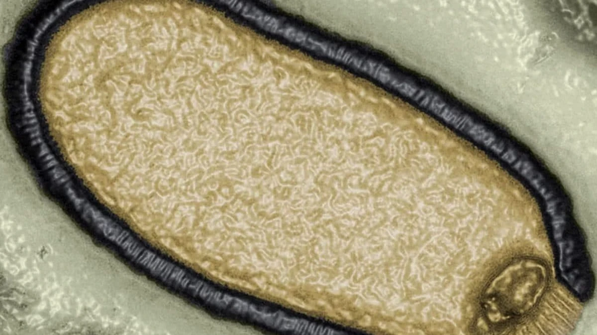 I virus zombie sepolti nel permafrost possono scatenare una nuova epidemia: l’allarme degli scienziati