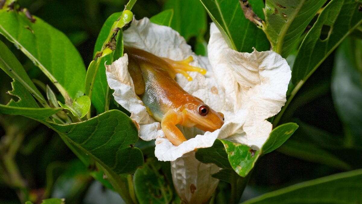 La prima specie di rana impollinatrice è stata probabilmente scoperta in Brasile