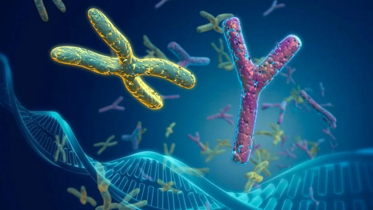 Stiamo perdendo il cromosoma Y e non è una buona notizia: più cancro e rischio estinzione