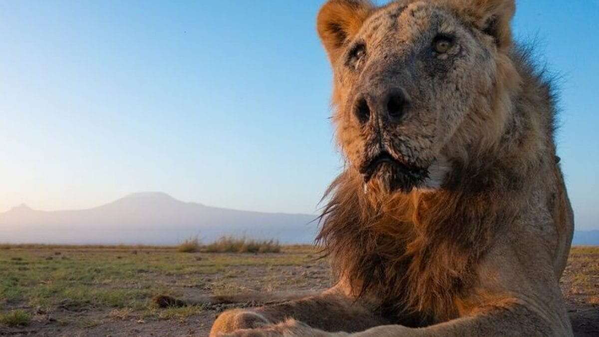 Morto Loonkito, il leone più vecchio al mondo ucciso dai pastori Maasai in Kenya