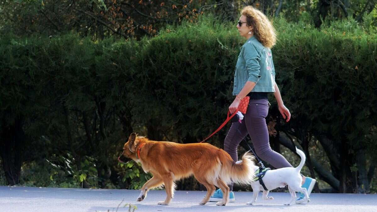 Rischio fratture e traumi cerebrali per chi porta il cane al guinzaglio: donne e anziani più esposti