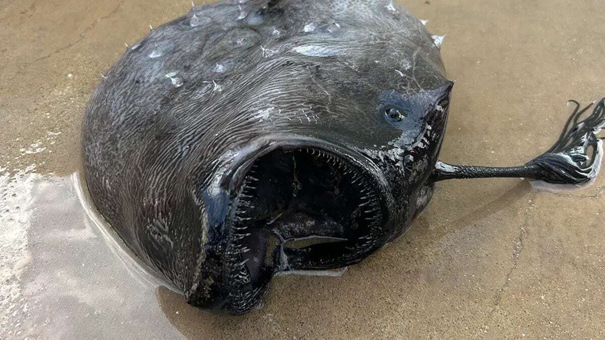 Raro pesce degli abissi dall’aspetto “mostruoso” trovato su una spiaggia