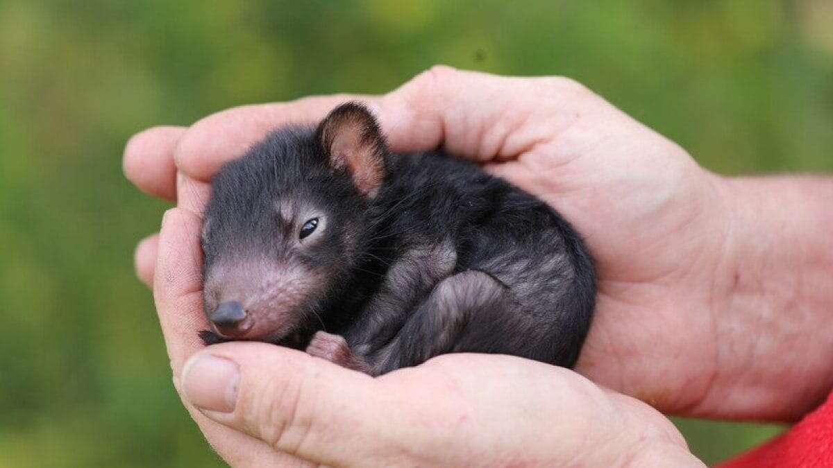 Il primo diavolo della Tasmania reintrodotto in Australia ha dato alla luce tre adorabili cuccioli