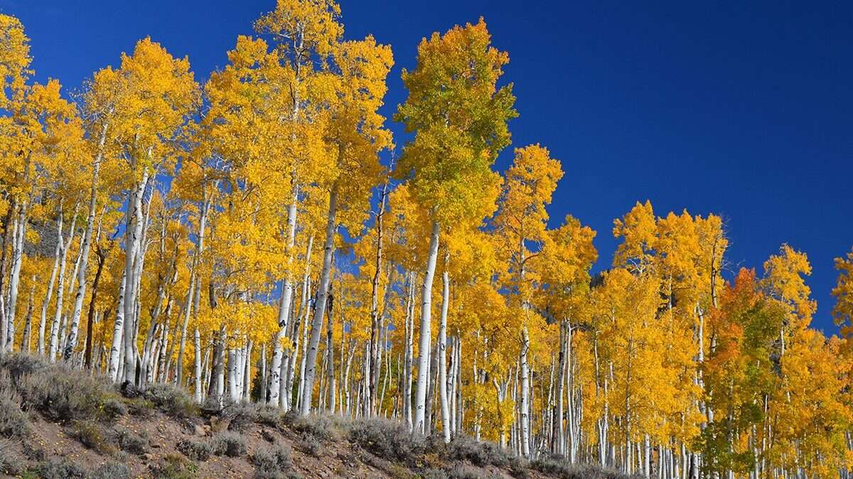 Registrata la “voce” di Pando, l’essere vivente più pesante della Terra: ora puoi ascoltarla